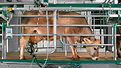tandem-milking-systems tcm167-82312